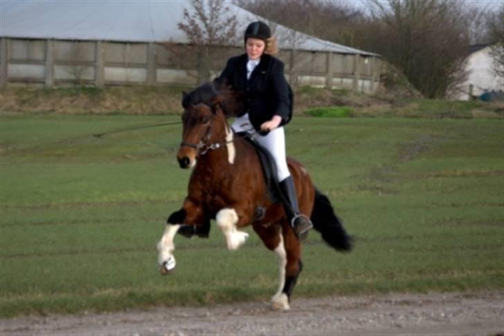 Islænder Vængur fra Brunum - Vængur og mig marts.. billede 19