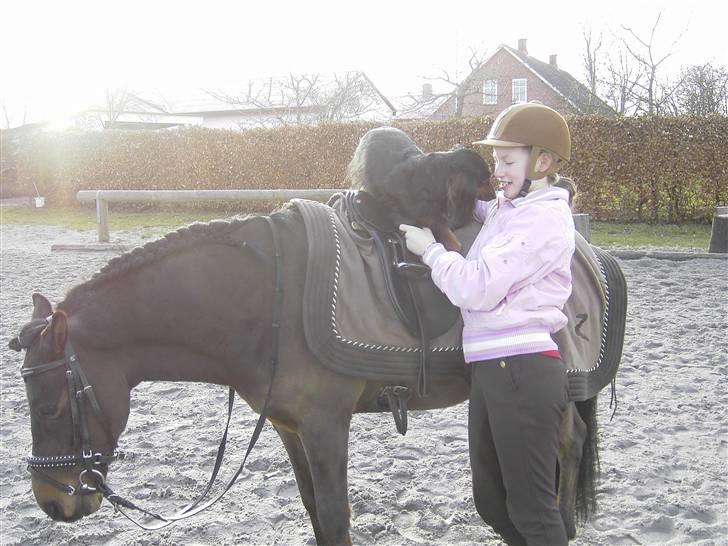 Anden særlig race Samson A-pony - Solgt :'( - hunden får sig en ridetur billede 18