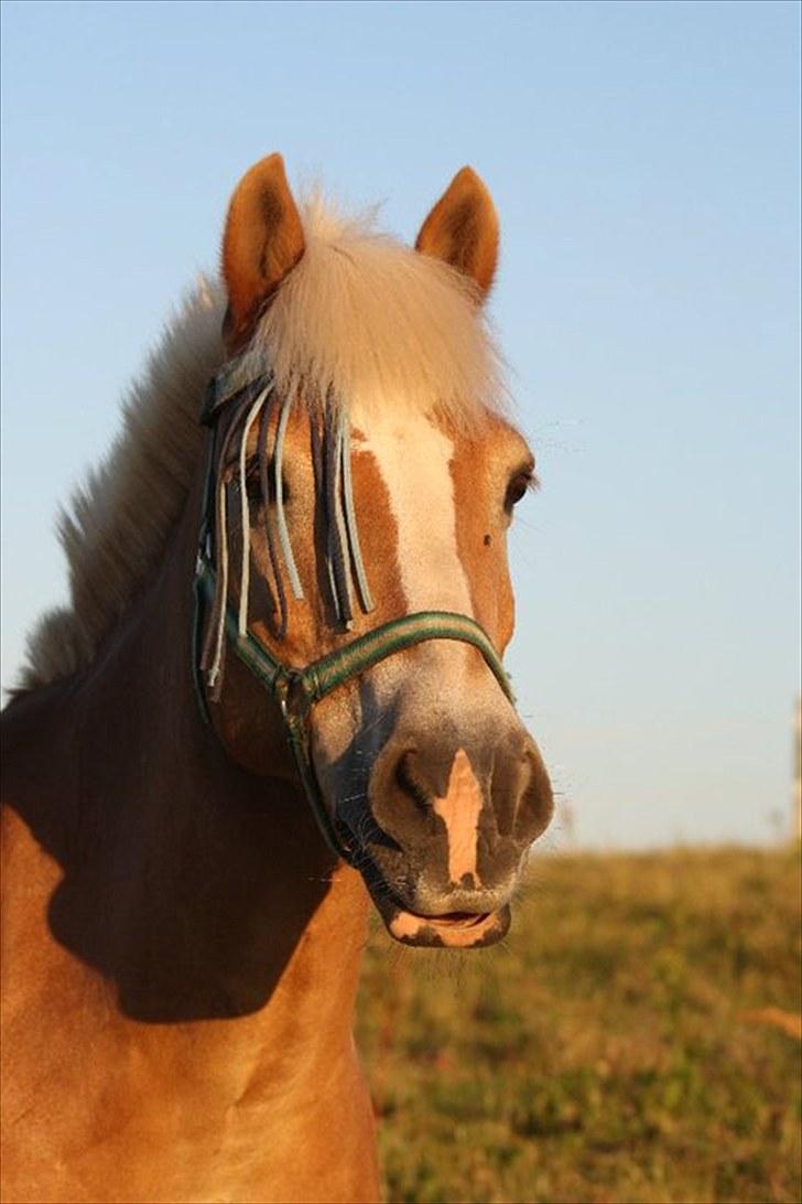 Haflinger Kong Fu - Velkommen til Futtes profil :D <3 Foto: Sara billede 1