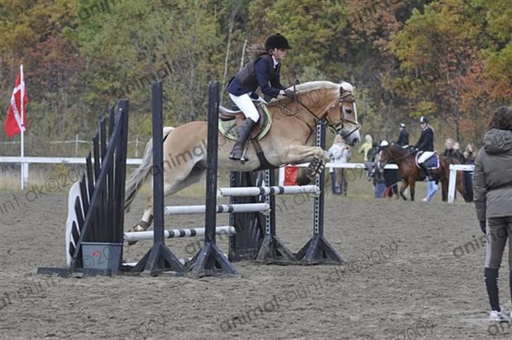 Haflinger Kong Fu - stævne HGRK  Foto: Animal print billede 3