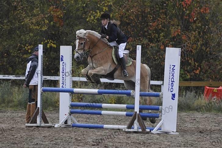 Haflinger Kong Fu - stævne HGRK  Foto: Animal print billede 5