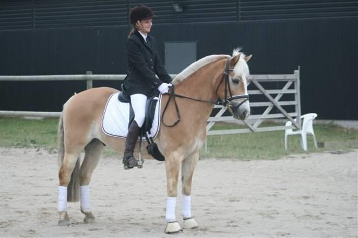 Haflinger Kong Fu -  d. 27-09-09 parade efter jeg havde været inde og ride Lc1 til en 1 plads :-) Foto: sara billede 6