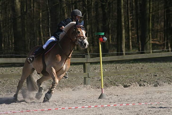 Haflinger Kong Fu -  d. 20-04-09 ponygamesstævne på Jonstrupgaard Foto: Nathia TAKTAK! billede 7