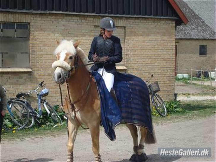 Haflinger Kong Fu - stævne i roskilde Foto: mor billede 9