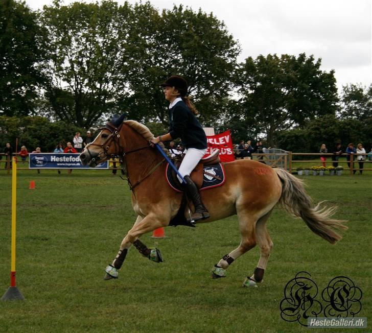 Haflinger Kong Fu - opvisning på store hestedag d. 5&6 sep. billede 10