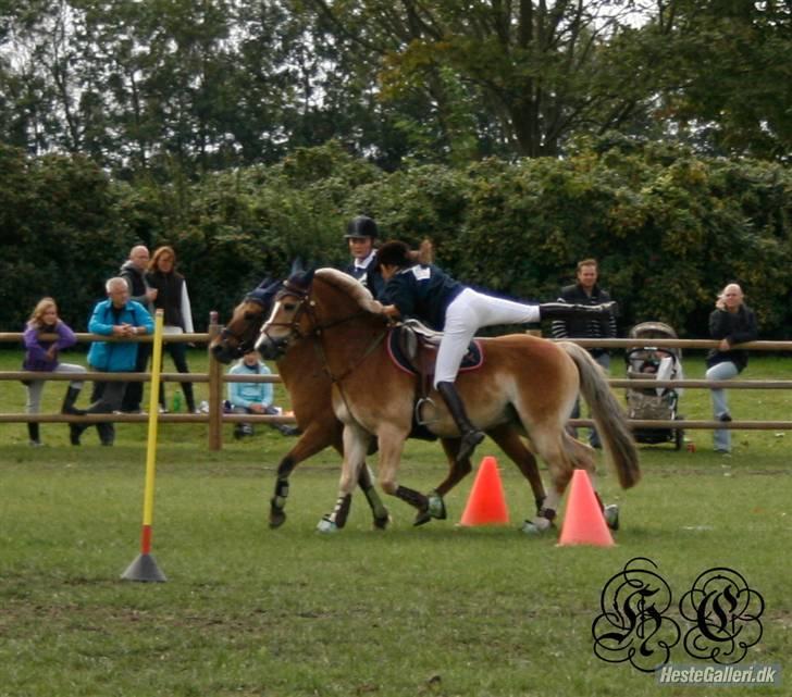 Haflinger Kong Fu - opvisning på store hestedag d. 5&6 sep. billede 11