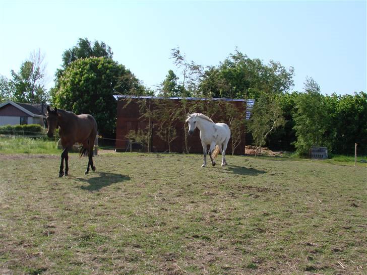 Traver Orlov abita nordhøj billede 17