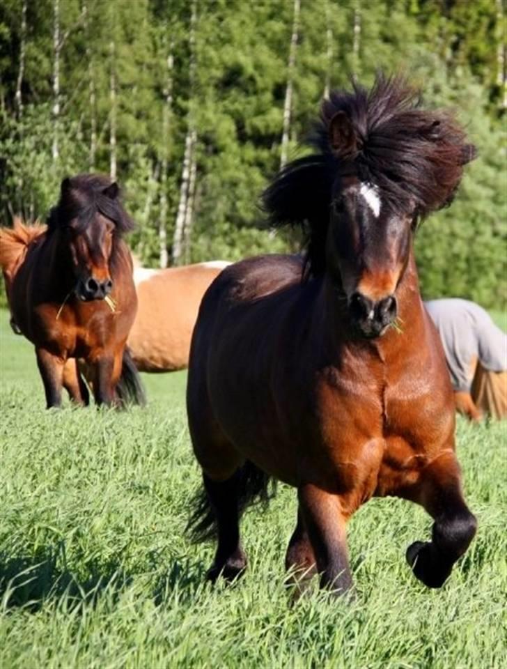 Islænder Polki frá Sólheimum SOLGT billede 10