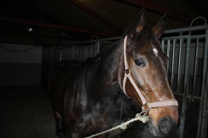 Traver Lady´s Chill - Min smukke pige....   Foto:   Dan L. billede 14
