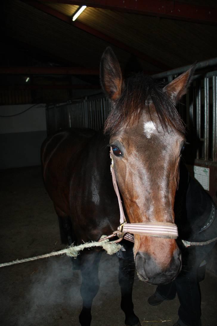 Traver Lady´s Chill - Lady´s Chill.      Foto: Dan L. billede 15