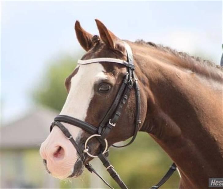 DSP Bonansa [ELITEHINGST] - *Elsker dig Bonansa, du alt ! * billede 18