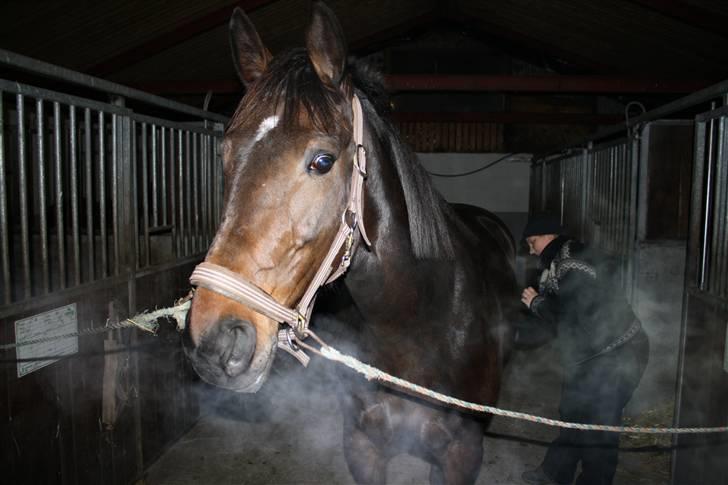 Traver Lady´s Chill - Dagen efter Lady´s chill kom hjem til mig   Foto: Dan L billede 16