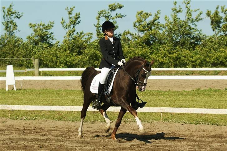 DSP Bonansa [ELITEHINGST] billede 19