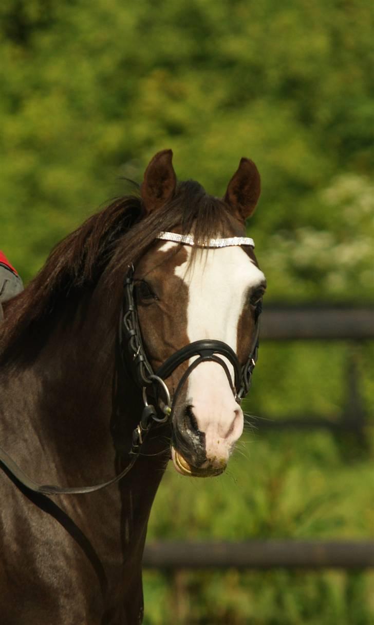 DSP Bonansa [ELITEHINGST] - verdens kønneste pony ! <3 billede 20