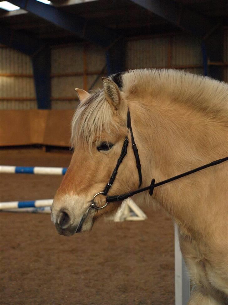 Fjordhest Clausen - FOTO: Mette Bendt VE 08/09 billede 17