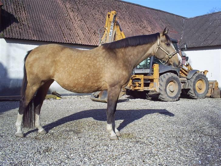 Palomino Østrupgårds Medea - medea forår 2008 billede 14