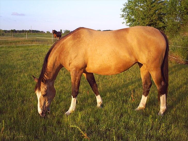 Palomino Østrupgårds Medea - sommer 2010 billede 15