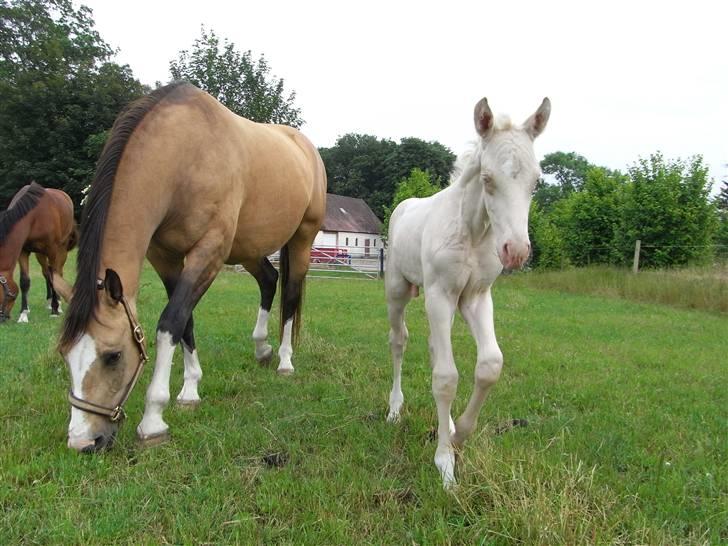 Palomino Østrupgårds Medea - sommer, juni 2008 billede 17