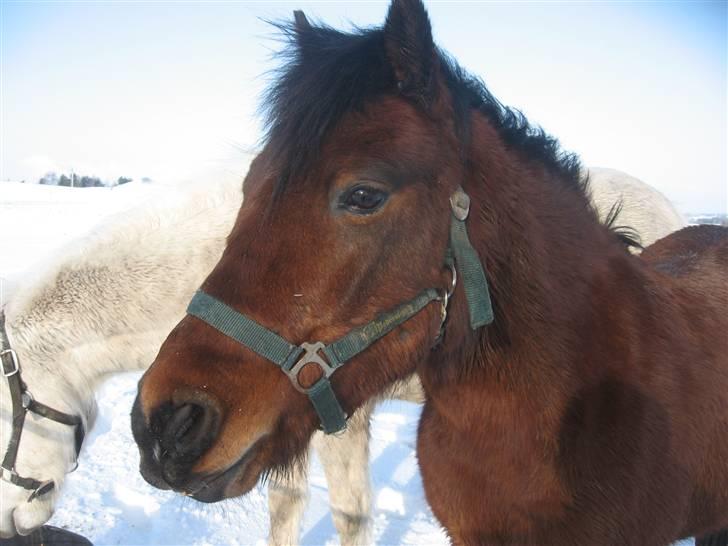 Anden særlig race Moonlight *SOLGT* billede 18