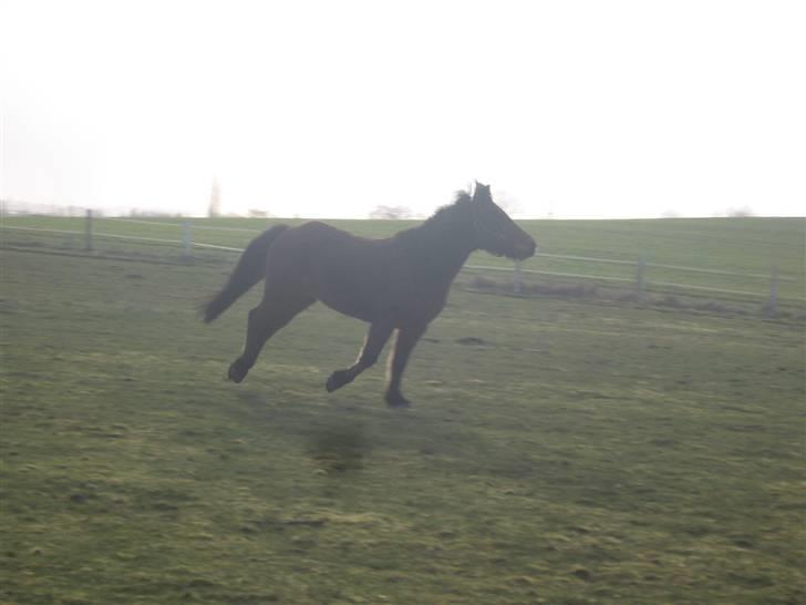 Anden særlig race Moonlight *SOLGT* billede 19