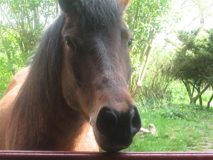 Anden særlig race Moonlight *SOLGT* billede 20