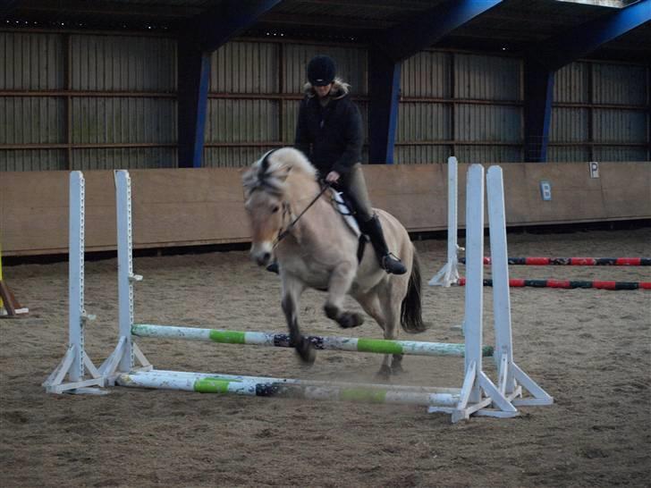 Fjordhest Clausen billede 18