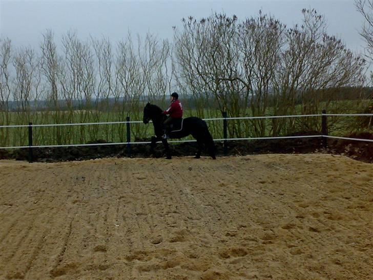 Frieser Nora v.d. Witmoos  billede 17