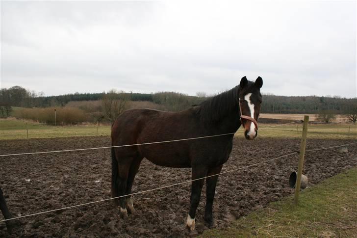 Dansk Varmblod Santina C Solgt.  billede 3
