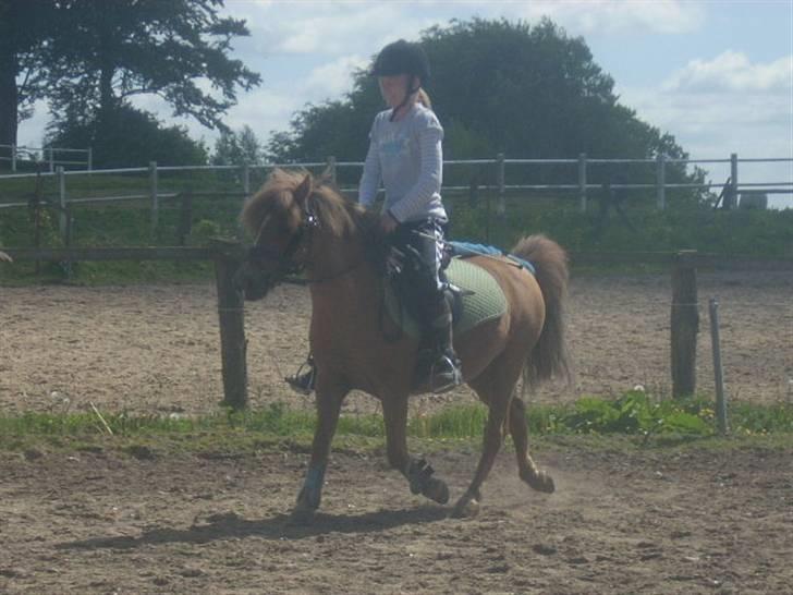 Anden særlig race Prins <3 (gammel part) - elskede hans vidunder lige og lille trav ... Foto: Signe billede 14