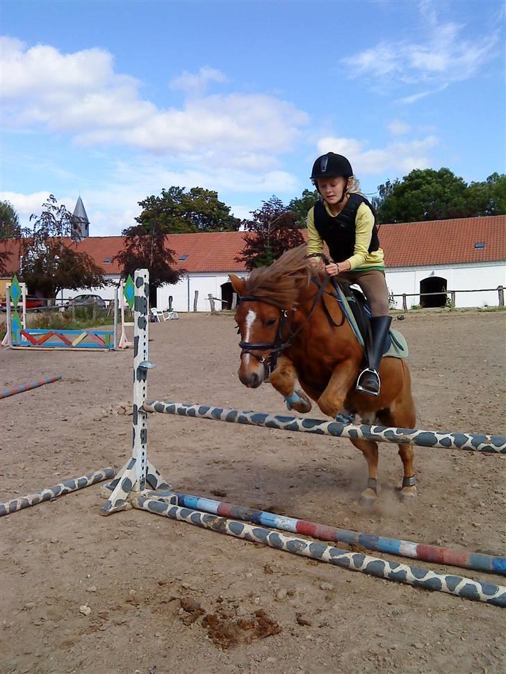 Anden særlig race Prins <3 (gammel part) - jeg elsker dig stadig makker <33 du bar mig over både ild, vand og spring Foto: Sara billede 15