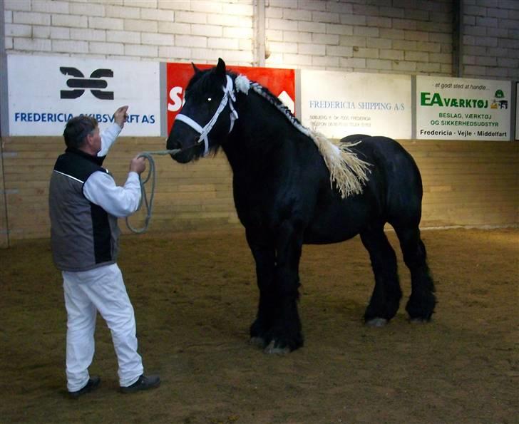 Belgier Thor Van De Malsem billede 13