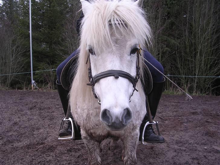 Anden særlig race Kaj olesen (AFLIVET) billede 10