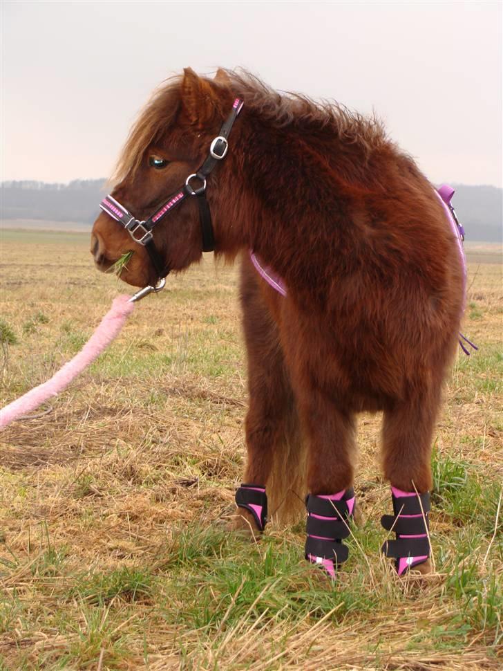 Shetlænder  Pinky Diva solgt billede 4