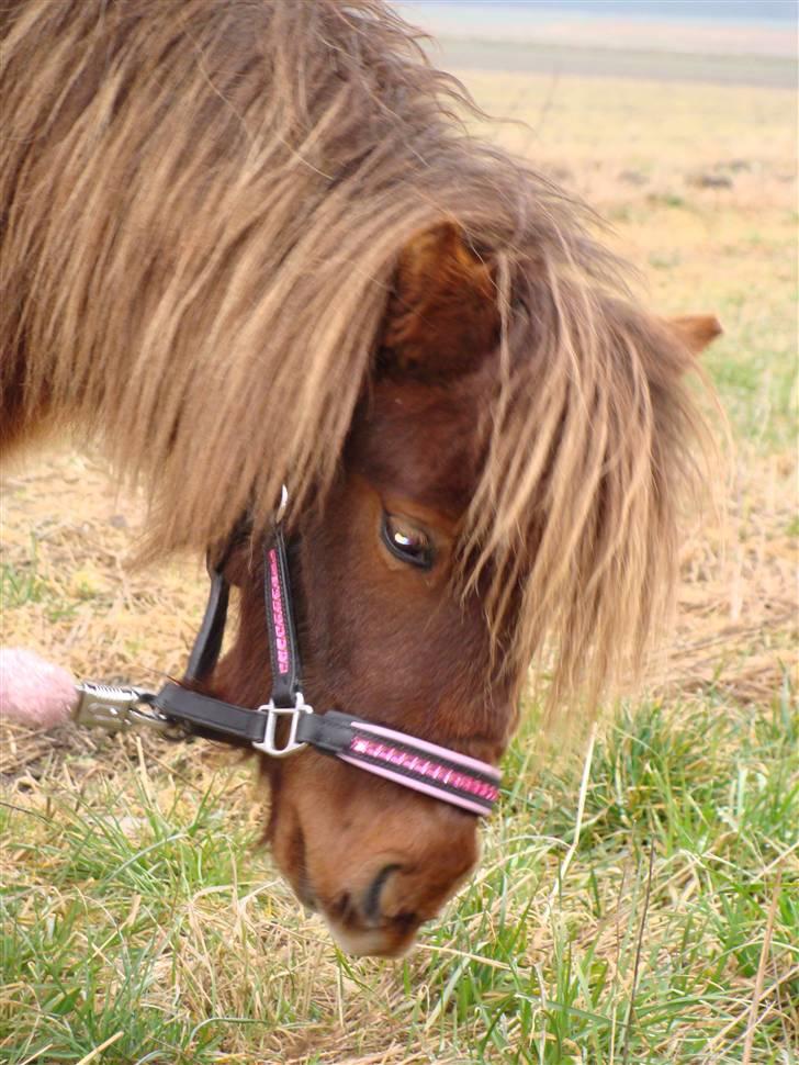 Shetlænder  Pinky Diva solgt billede 5