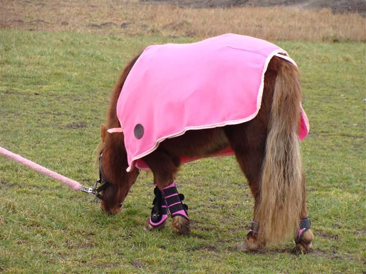 Shetlænder  Pinky Diva solgt billede 8