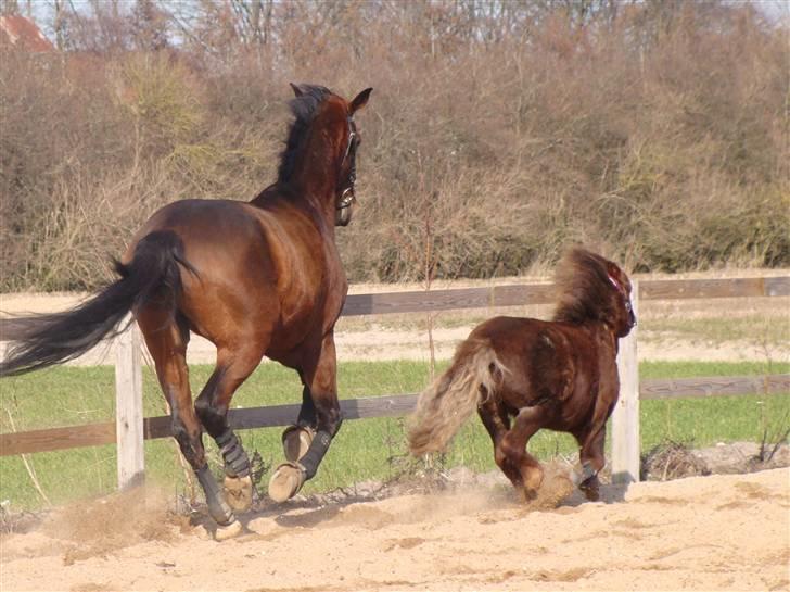 Shetlænder  Pinky Diva solgt billede 12