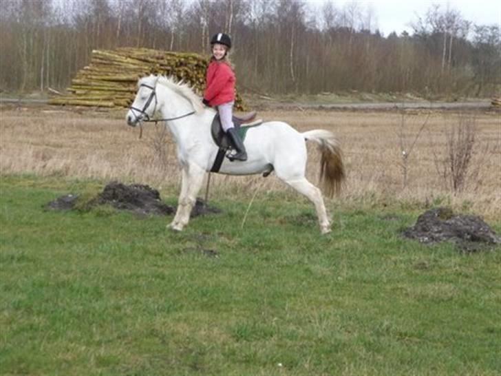 Welsh Pony (sec B) Korreborgs Figaro - Figaros tissepause billede 2