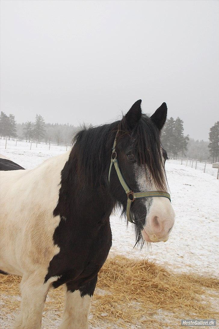 Tinker Poul (: gammel part <33 - Vinter billed år 2010-2011 billede 12