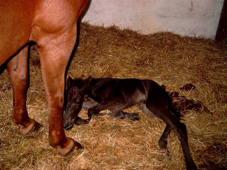 Anden særlig race Micado - Micado lige født juni 2005 billede 6