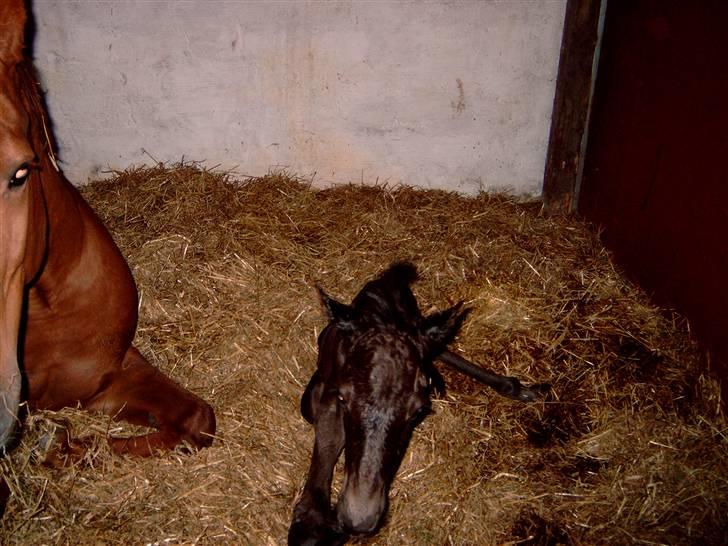 Anden særlig race Micado - Nyfødt og dejlig juni 2005 billede 8