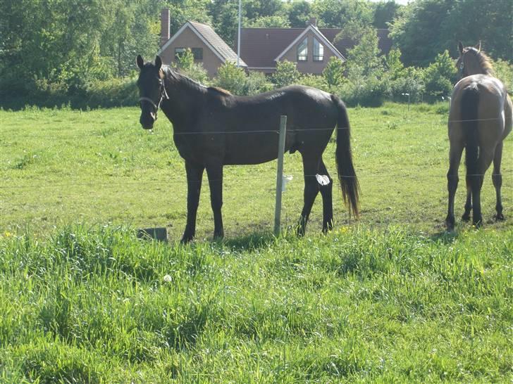 Anden særlig race Micado - På fold sommeren 2007 billede 9