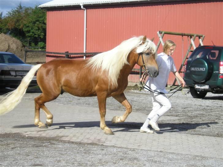 Haflinger Wito (basse)  billede 1