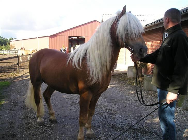 Haflinger Wito (basse)  billede 2