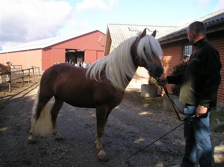 Haflinger Wito (basse)  billede 3