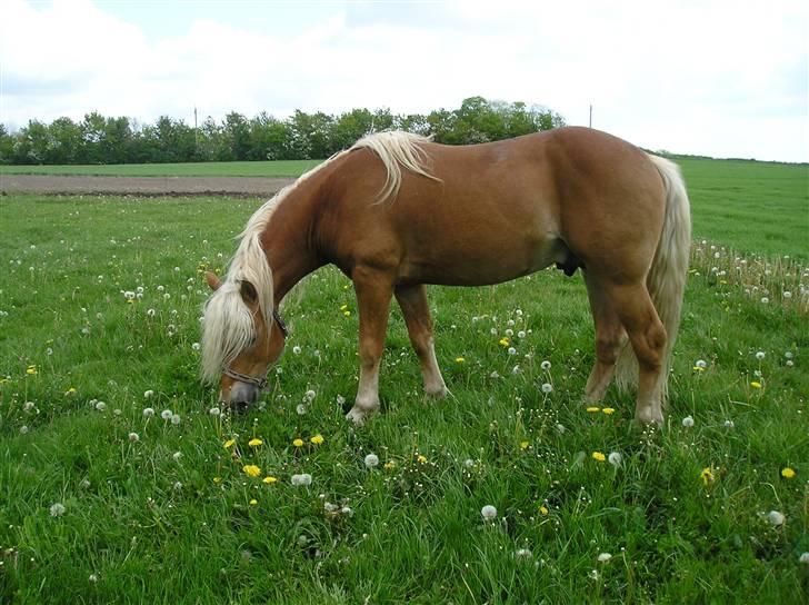 Haflinger Wito (basse)  billede 4