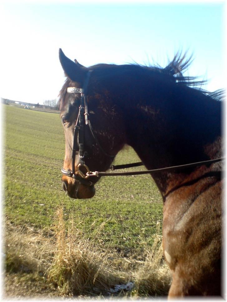 Anden særlig race Trinity billede 15