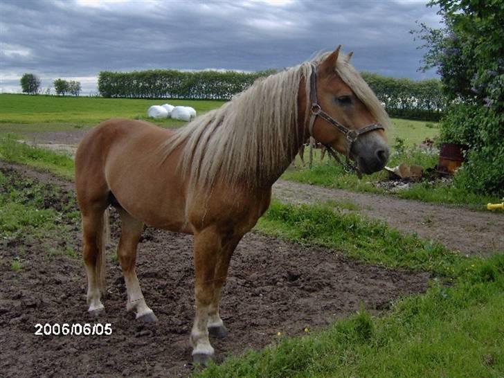 Haflinger Wito (basse)  billede 6