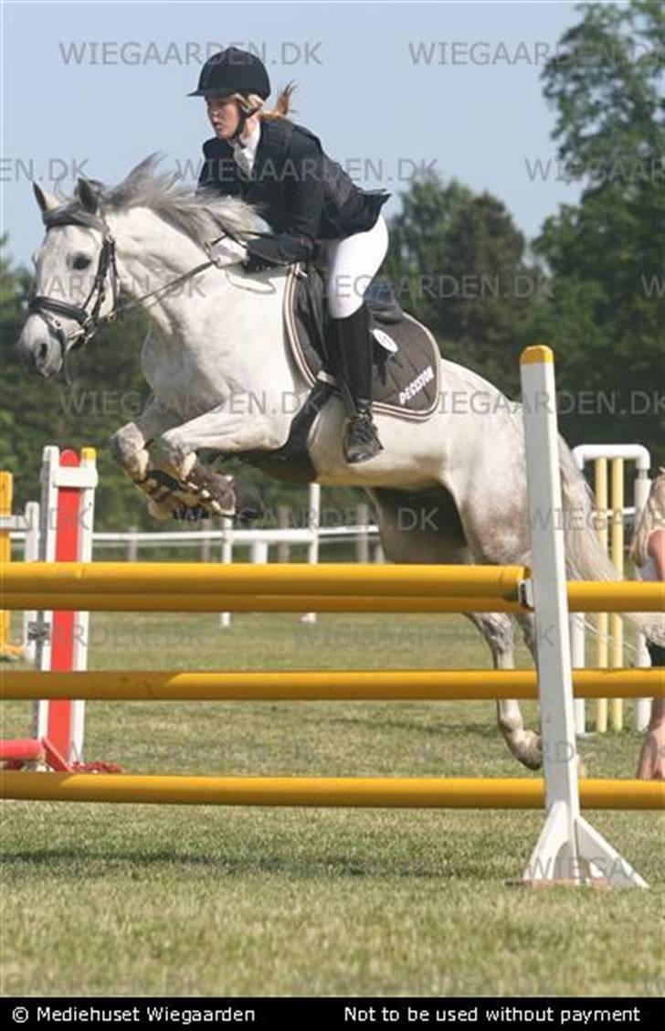 Belgisk Sportspony - Decision - Mig og Dec i MB i Bellinge - red 0 billede 16