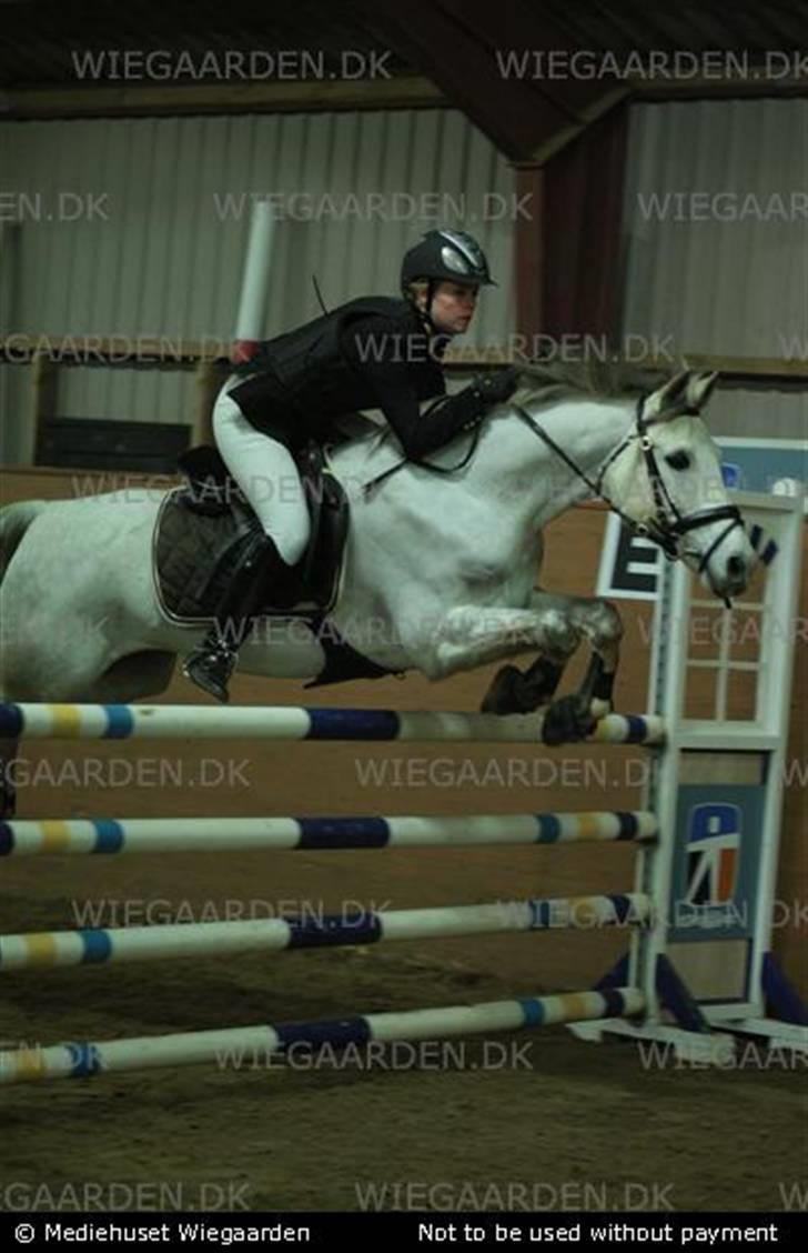 Belgisk Sportspony - Decision - Mig og Dec i Hestehavens i MB<3 billede 17