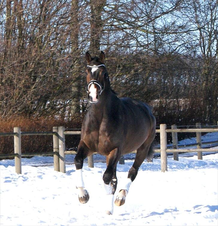 Hollandsk Varmblod Budweiser - SOLGT :'( - Jubii (: billede 8